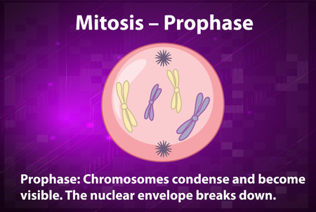 Process of mitosis prophase with explanations illustration