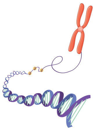 Chromosome and DNA structure illustrationのイラスト素材