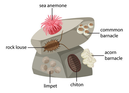 Rocky shore animals collection illustrationのイラスト素材