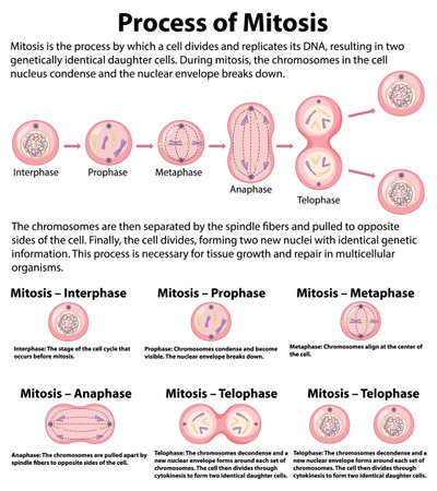 Process of mitosis phases with explanations illustrationのイラスト素材