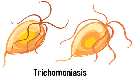 Trichomonas vaginalis with text illustrationのイラスト素材