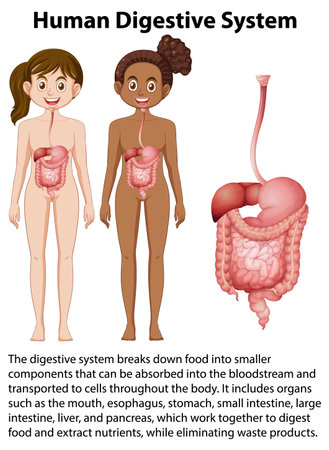 Human digestive system information illustrationのイラスト素材