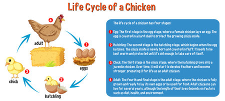 Life Cycle of a Chicken illustrationのイラスト素材