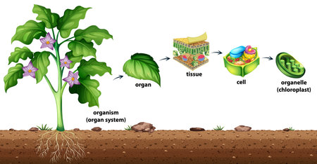Cell organisation in plants illustrationのイラスト素材