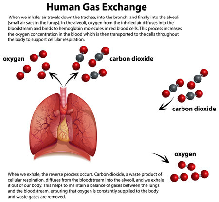 Human Gas Exchange Diagram  Vector illustrationのイラスト素材