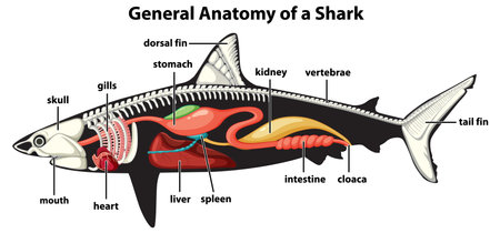 General Anatomy of a Shark Diagram illustrationのイラスト素材