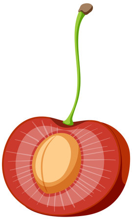 Red Cherry Cross-Section Vector illustrationのイラスト素材
