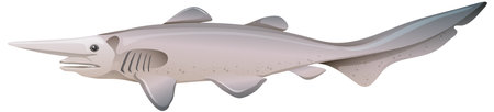 Deep sea creatures goblin shark illustrationのイラスト素材