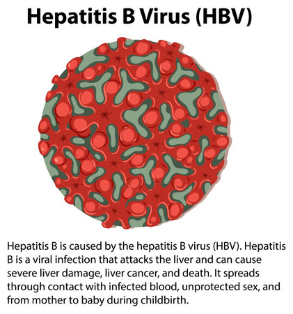 Hepatitis B Virus (HBV) with explanation illustrationのイラスト素材