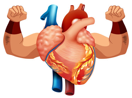 Human heart with two strong arms illustrationのイラスト素材