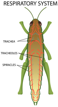 Respiratory System of Insect Diagram illustrationのイラスト素材