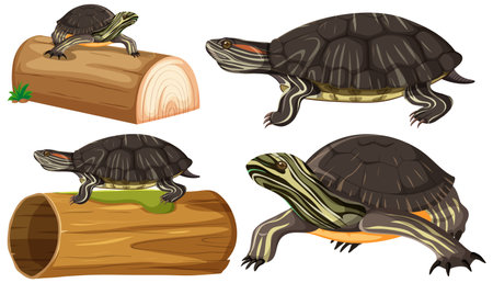 Collection of Painted Turtle Poses illustrationのイラスト素材