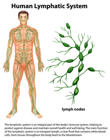 Human Lymphatic System with Explanation illustration