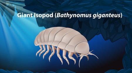 Giant Isopod (Bathynomus giganteus) illustrationのイラスト素材