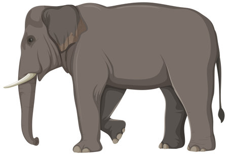 Elephant Anatomy Concept for Science Education illustrationのイラスト素材