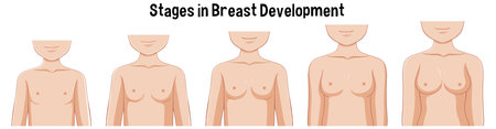 Stages in Breast Development illustrationのイラスト素材
