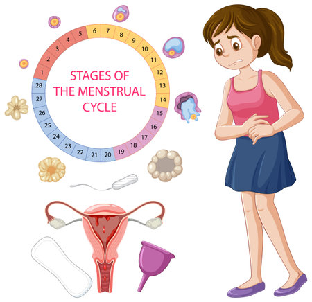 Infographic of stages of the menstrual cycle illustrationのイラスト素材