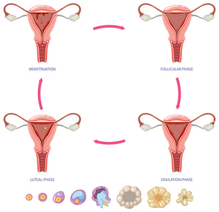 Stages of The Menstrual Cycle illustrationのイラスト素材