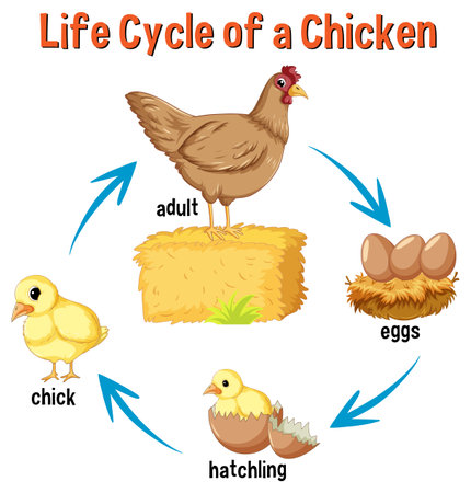 Life Cycle of a Chicken illustrationのイラスト素材