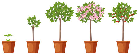 Stages of Cherry Tree Growth Vector illustrationのイラスト素材