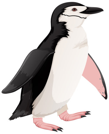 Chinstrap Penguin on White Background illustrationのイラスト素材