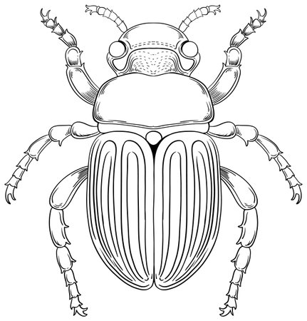 Scarab Beetle Outline for Colouring illustrationのイラスト素材