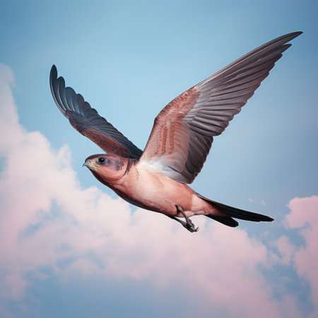 A sleek Swallow displays grace and agility in flight.の素材