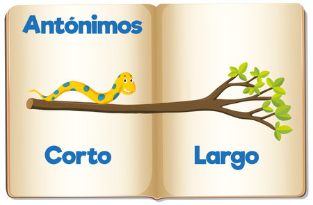Illustrated word cards in Spanish for teaching the antonyms 'short' and 'long'のイラスト素材