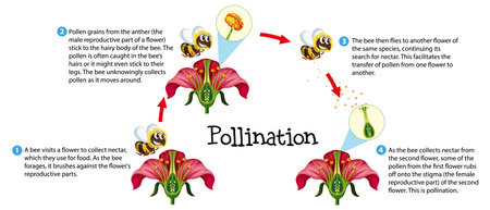 Learn about flower pollination through an informative science infographicのイラスト素材