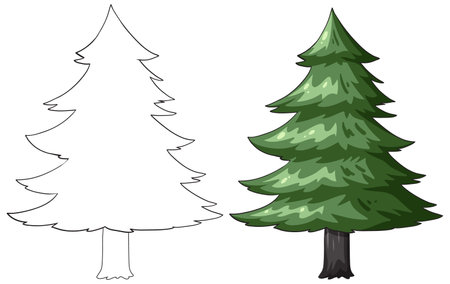 Outline and colored drawing of pine treesのイラスト素材