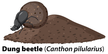 Vector illustration of a dung beetle pushing dungのイラスト素材