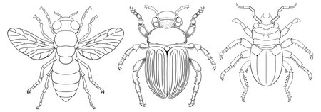 Three detailed vector drawings of different insectsのイラスト素材