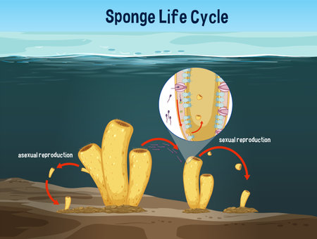 Diagram showing sponge asexual and sexual reproductionのイラスト素材