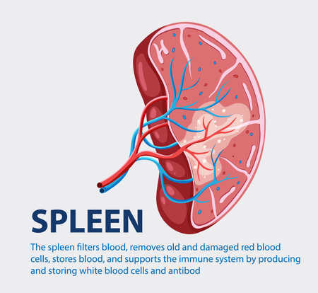 Detailed vector of spleen with functions explainedのイラスト素材