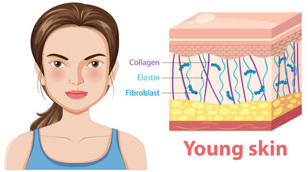 Diagram showing components of young skinのイラスト素材