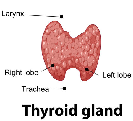 Detailed diagram of the thyroid gland anatomy