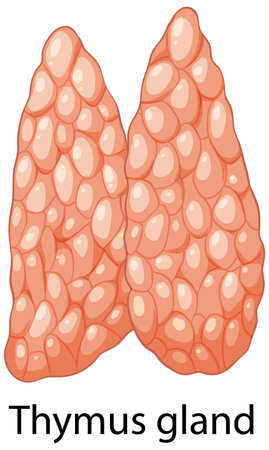 Anatomical depiction of the thymus glandのイラスト素材