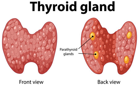 Detailed front and back views of thyroid gland