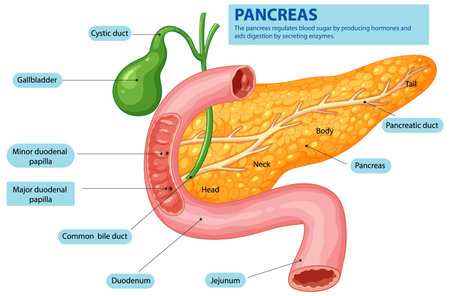 Detailed illustration of pancreas and related organsのイラスト素材