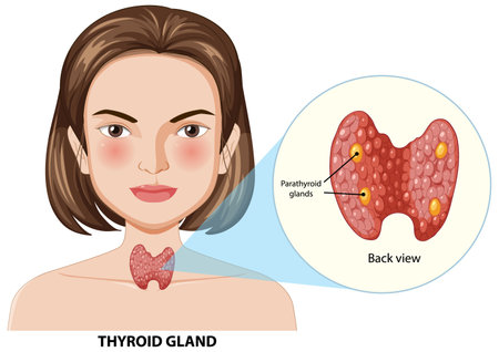 Detailed view of thyroid and parathyroid glandsのイラスト素材