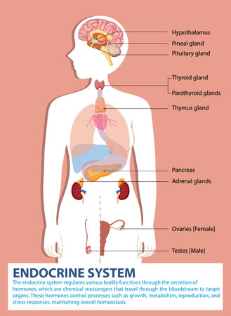 Illustration of endocrine glands and their functionsのイラスト素材