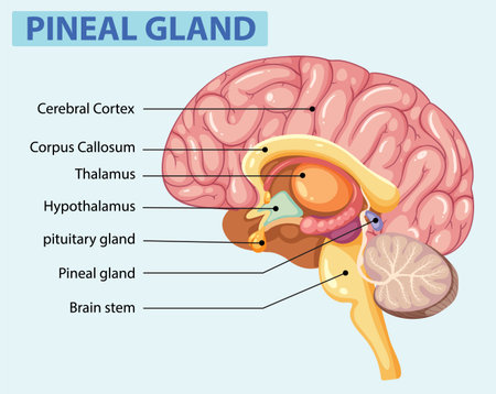 Detailed illustration of brain parts and pineal glandのイラスト素材
