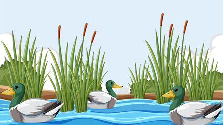 Three ducks swimming among tall reedsのイラスト素材