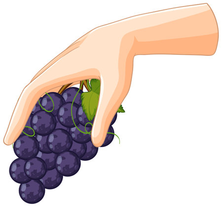 Illustration of a hand holding purple grapesのイラスト素材