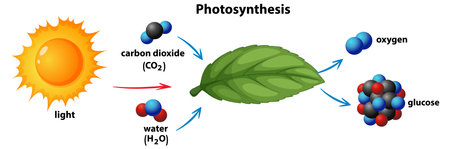 Diagram showing photosynthesis with sun, leaf, moleculesのイラスト素材