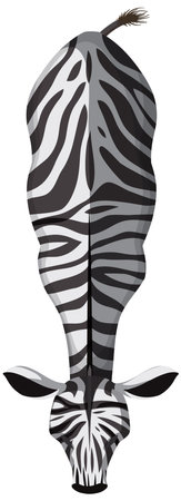 Stylized zebra from above, showcasing unique stripesのイラスト素材