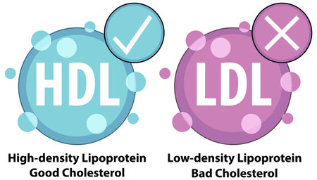 Illustration of good and bad cholesterol typesのイラスト素材