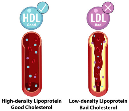 Illustration of good and bad cholesterol typesのイラスト素材