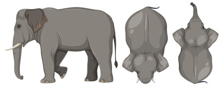 Detailed vector of elephant from different anglesのイラスト素材