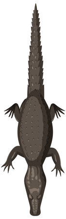 Detailed vector of a crocodile from aboveのイラスト素材